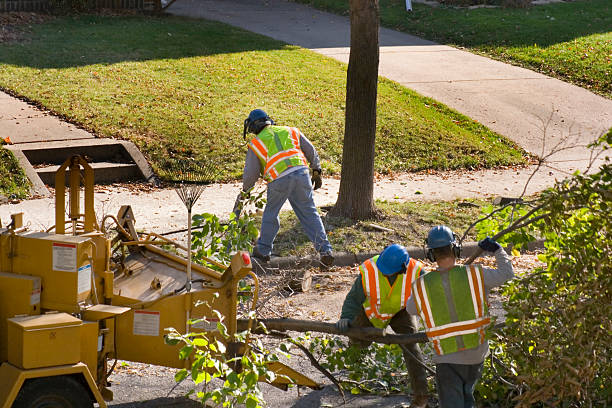 Best Tree Clearing Services  in Livonia, MI